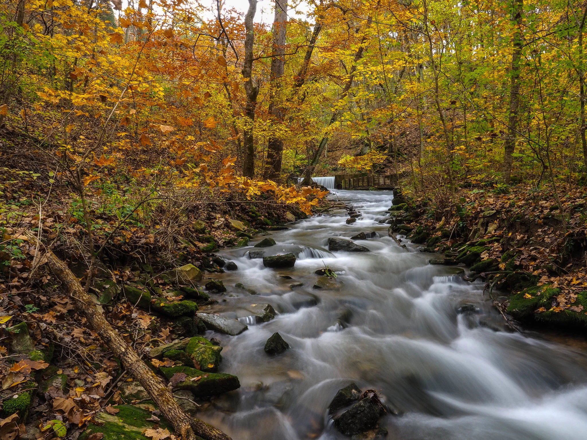 A forest stream flowing through fall-colored trees with orange, yellow, and green leaves, and a small wooden bridge in the background.