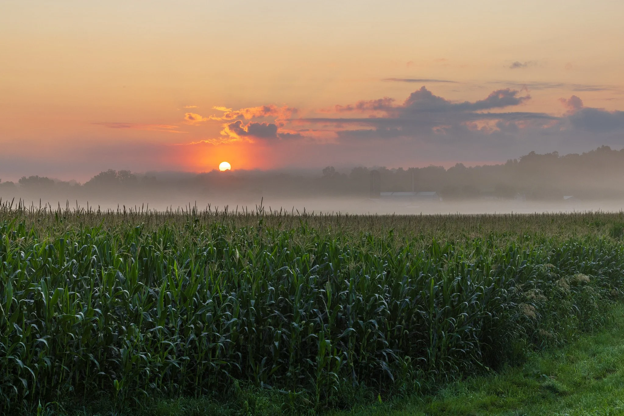 Sunset over a foggy field of tall green corn plants with trees and structures in the distance