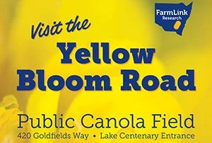 Come and experience Temora’s Yellow Bloom Road!