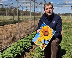🌻 SUNFLOWERS ARE COMING TO FARMLINK! 🌻