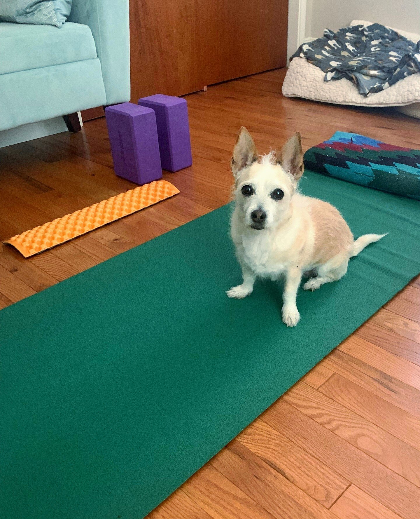 The joys of practicing at home! 🐶 Did you know that we have Video On Demand Videos for rent? $10 for a 24 hour rental, or the whole library comes with our unlimited yoga auto-pay package. ⁠
.⁠
Link in Bio for prices and packages! ⁠
.⁠
.⁠
.⁠
.⁠
.⁠
#y