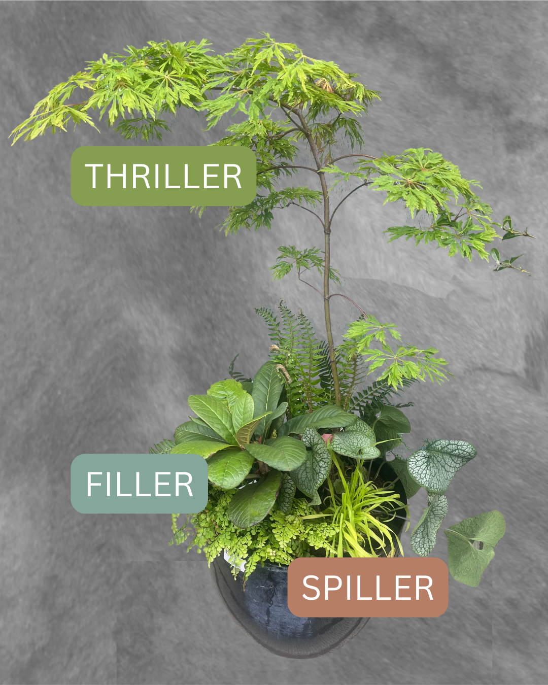 The Art of the Thriller, Filler, & Spiller: designing beautiful ...