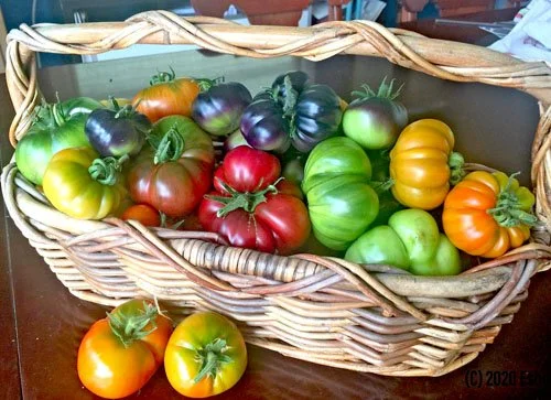 Gardening in the Age of Coronavirus: the Vegetable Garden Stories