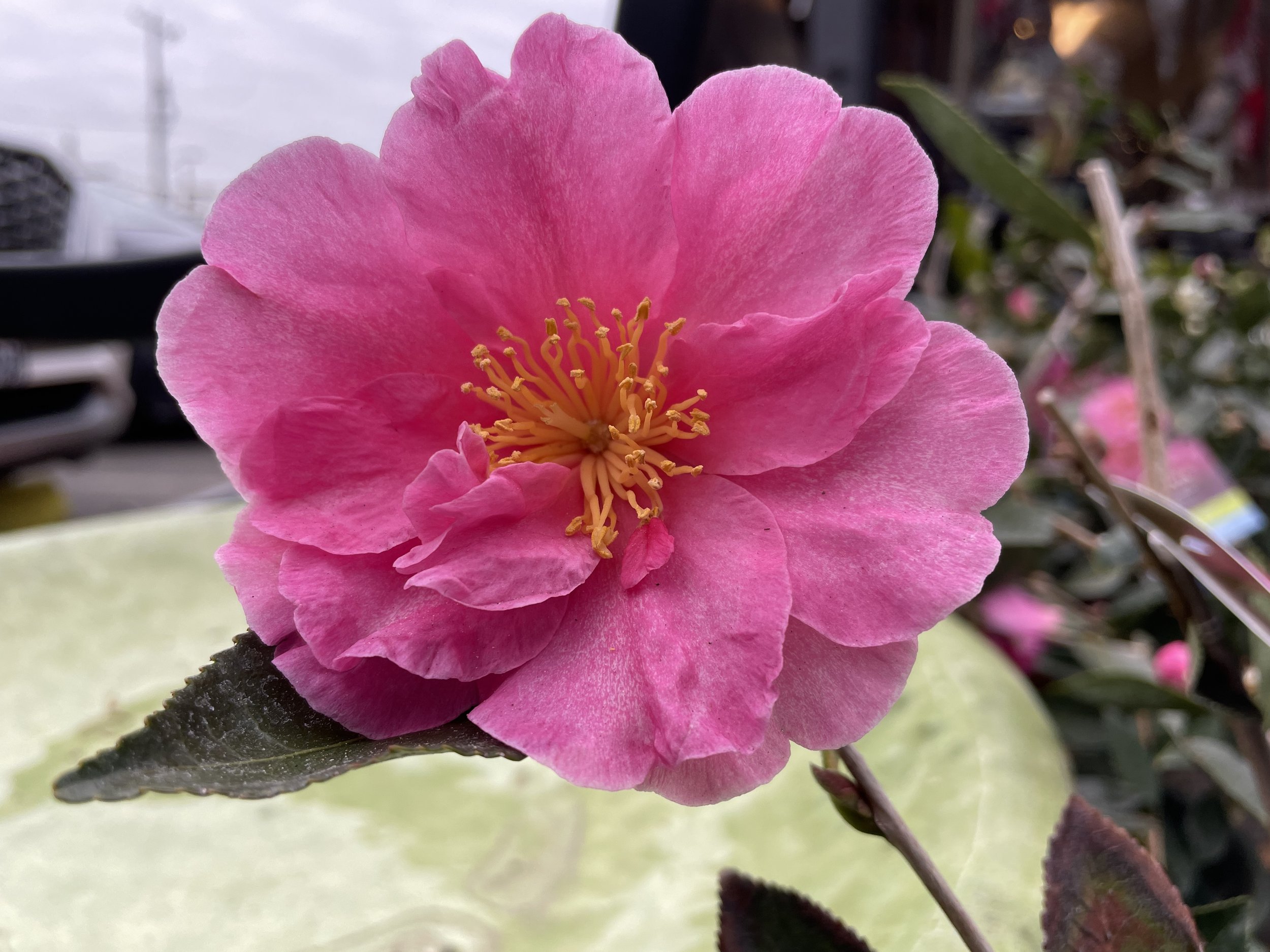 Camellia sasanqua