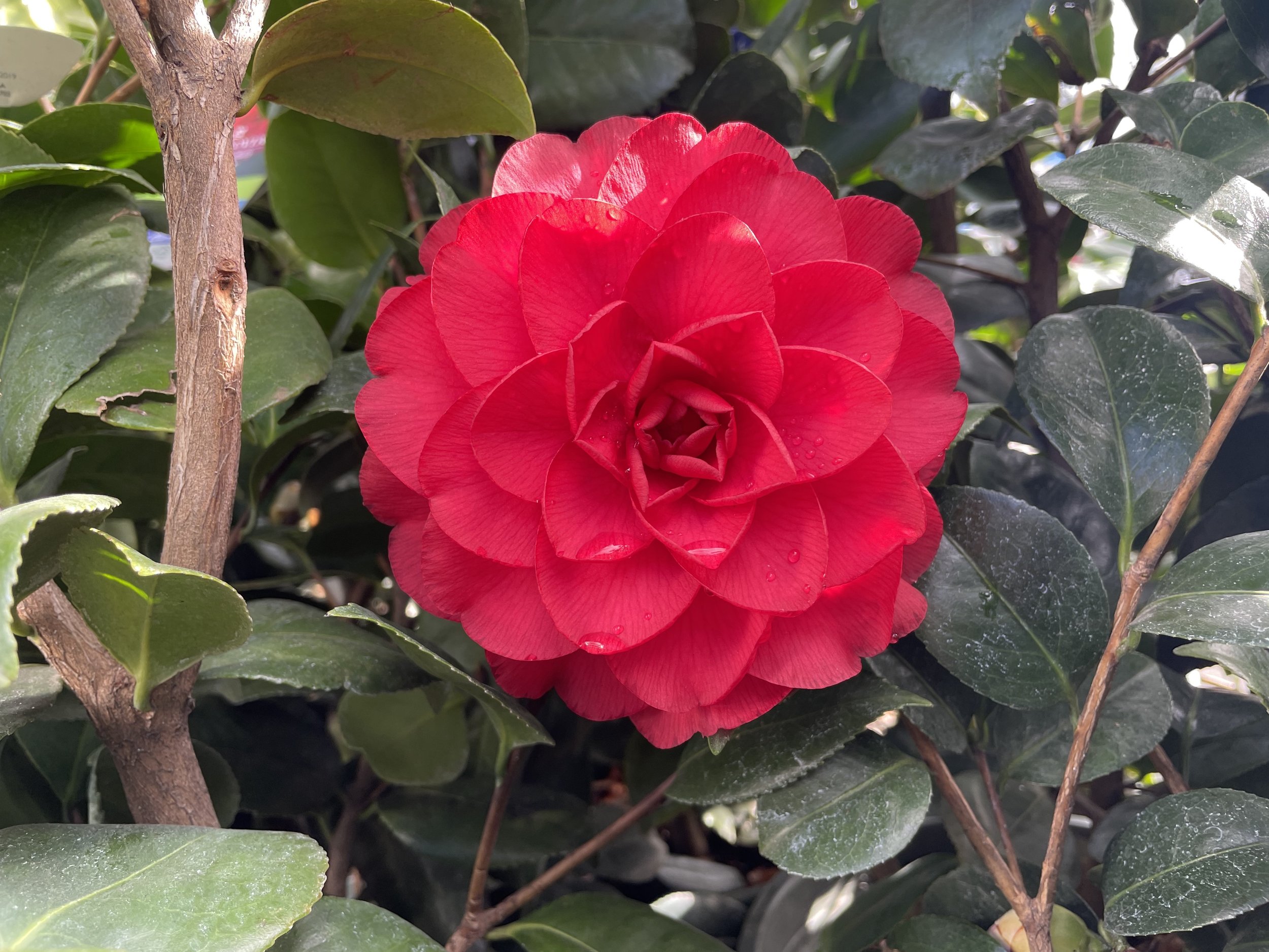 Camellia japonica