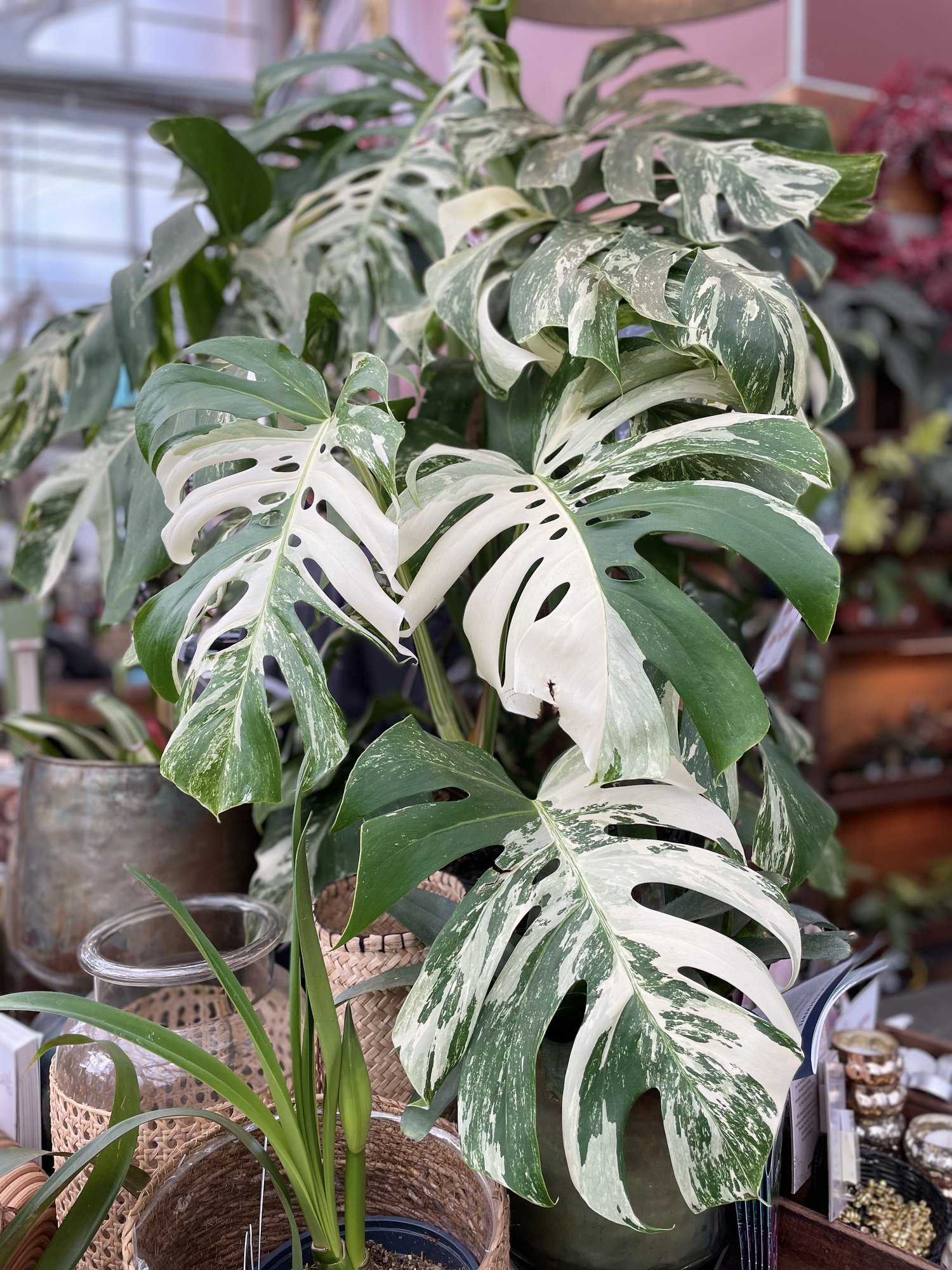 Houseplants  West Seattle Nursery