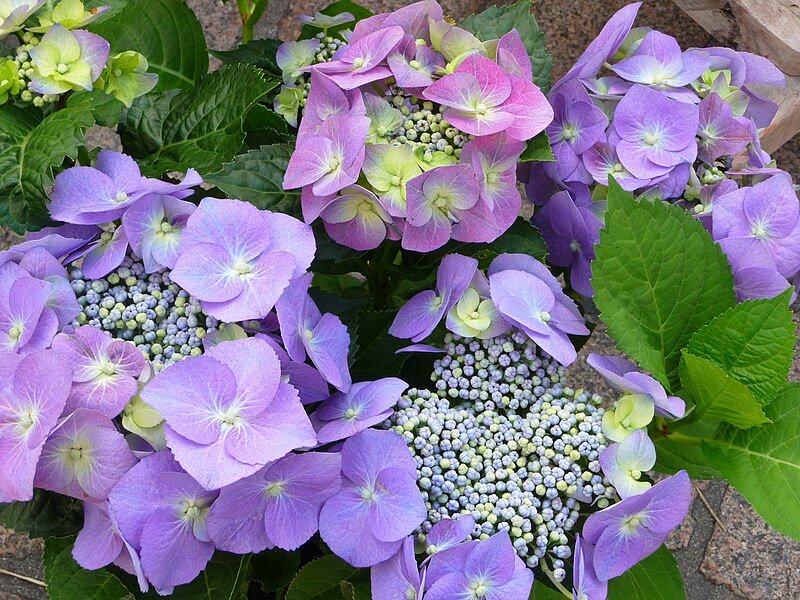 Hydrangea macrophylla (Bigleaf)