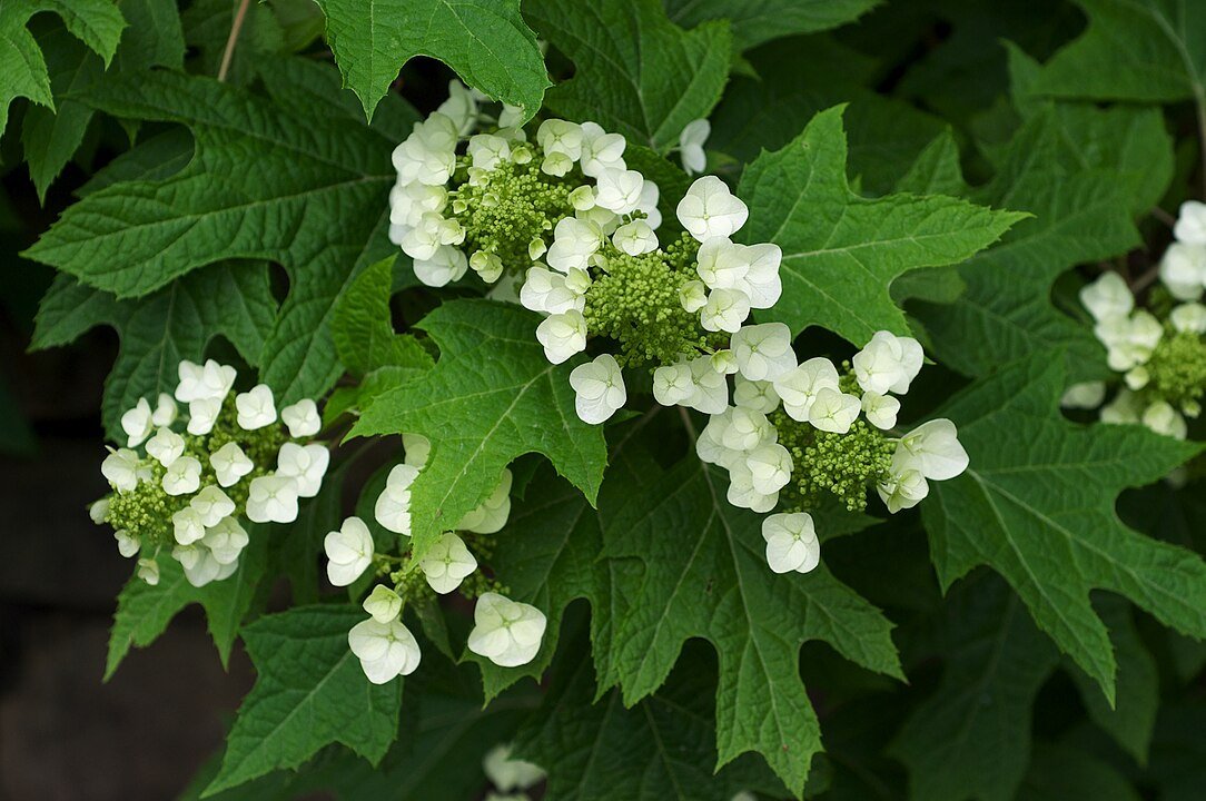 Hydrangea quercifolia (Oakleaf)