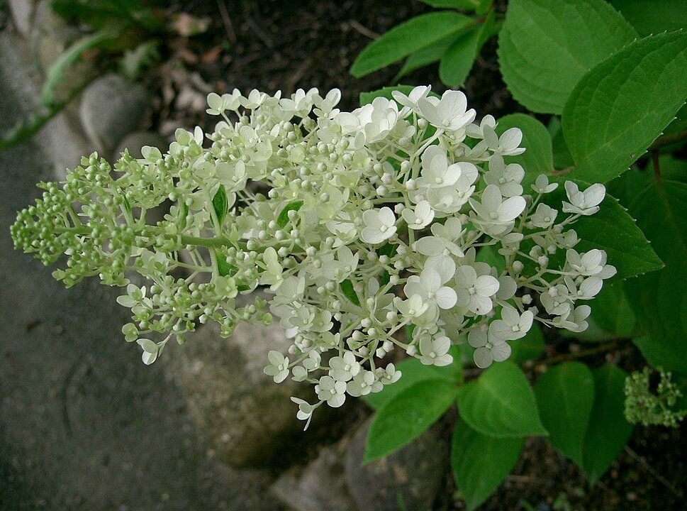 Hydrangea paniculata (Panicle)