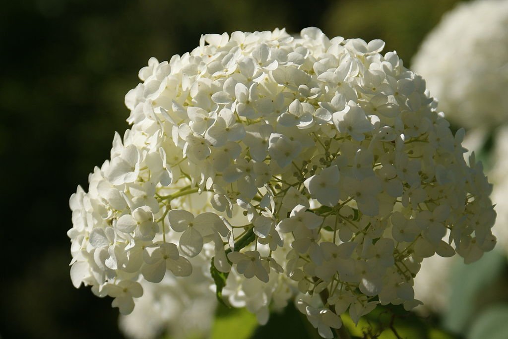 Hydrangea arborescens (Smooth)