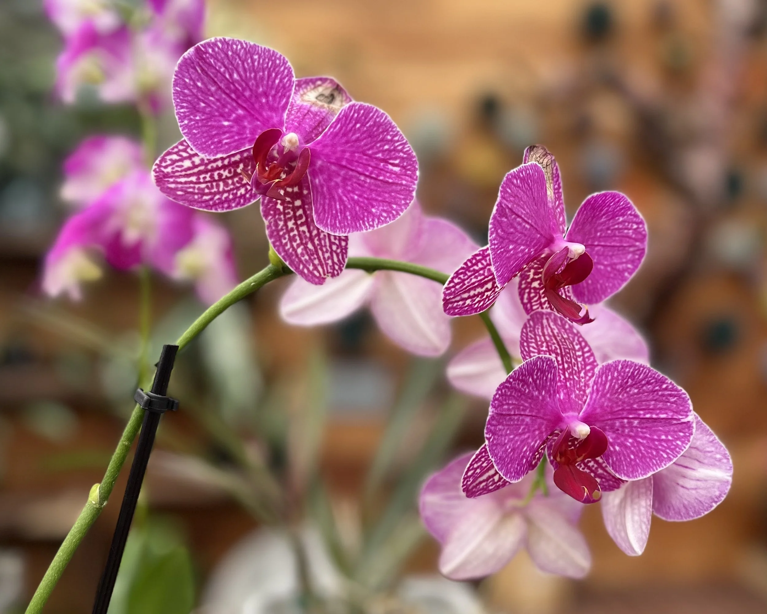 Mastering Orchid Care: Quick Tips for Blooming Success