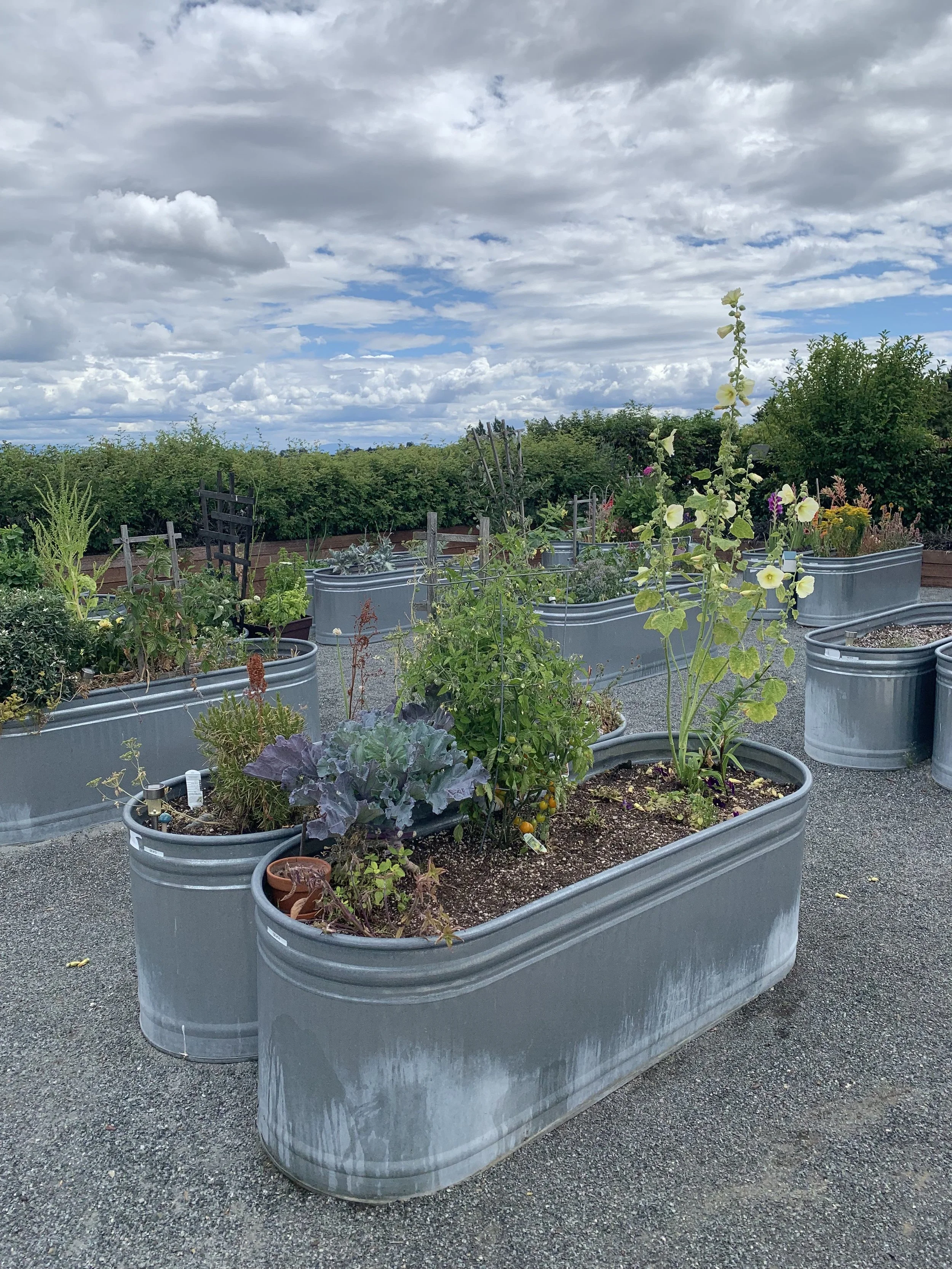 Everything you need to know before container gardening