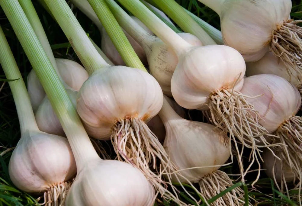 A Guide to Growing Garlic: From Bulb to Bounty