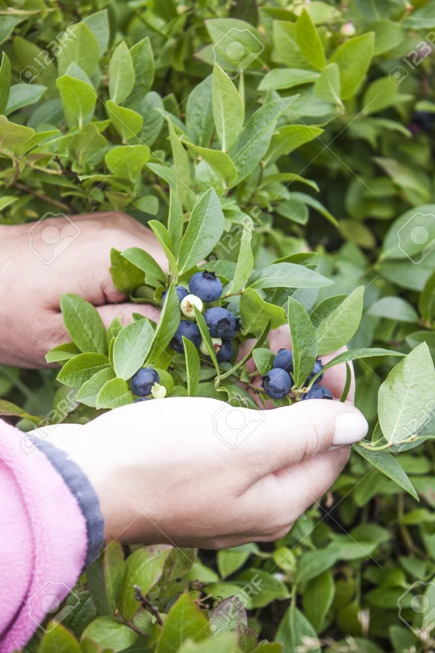  Gardening Perennial Fruits with Chelsea