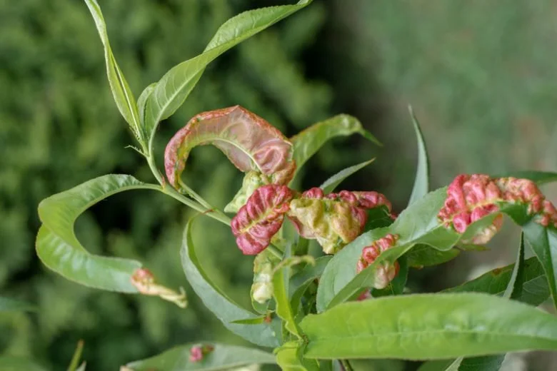 Leaf Curl in Peach Trees: what it is and how to mitigate it