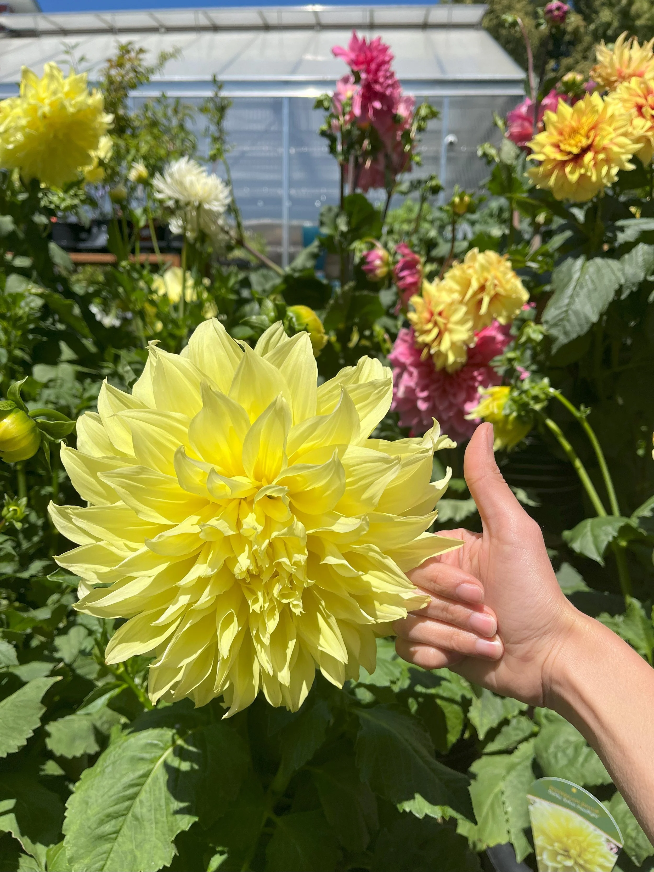 Ask a Master Gardener!