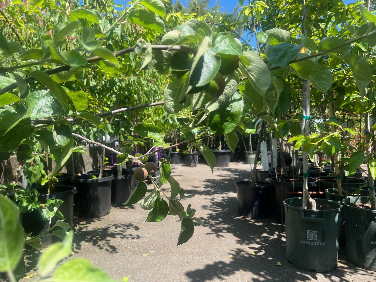 Fruit Tree Sale at West Seattle Nursery