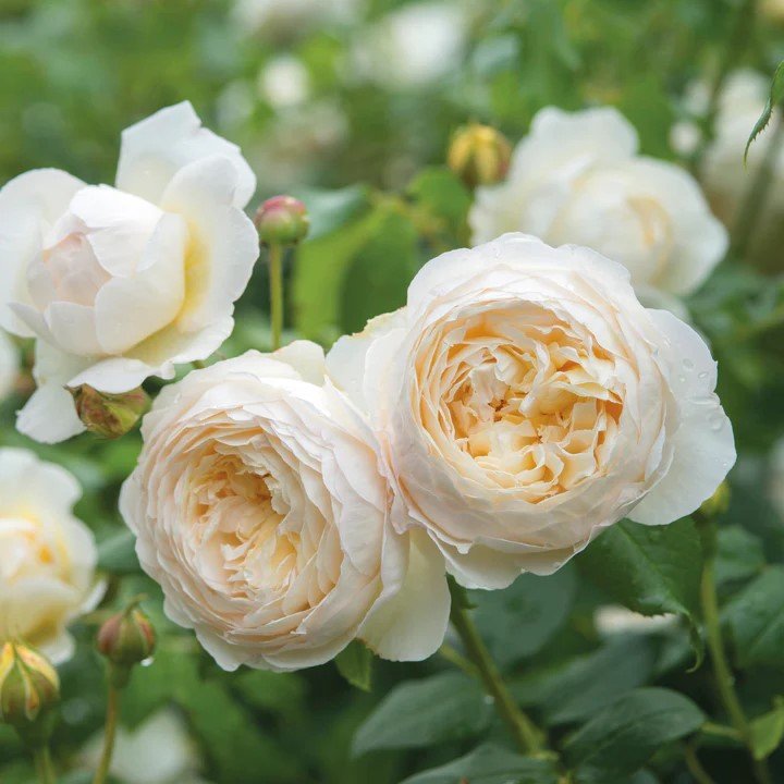 David Austin Roses