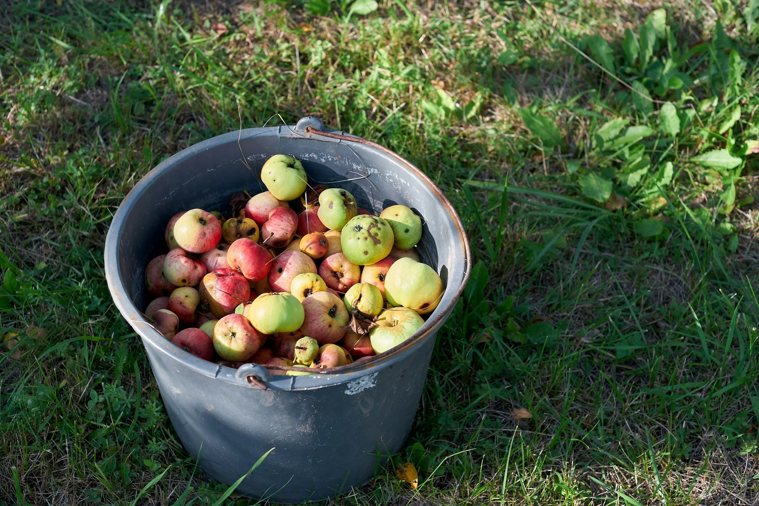 Cider Press Fundraiser for City Fruit at West Seattle Nursery