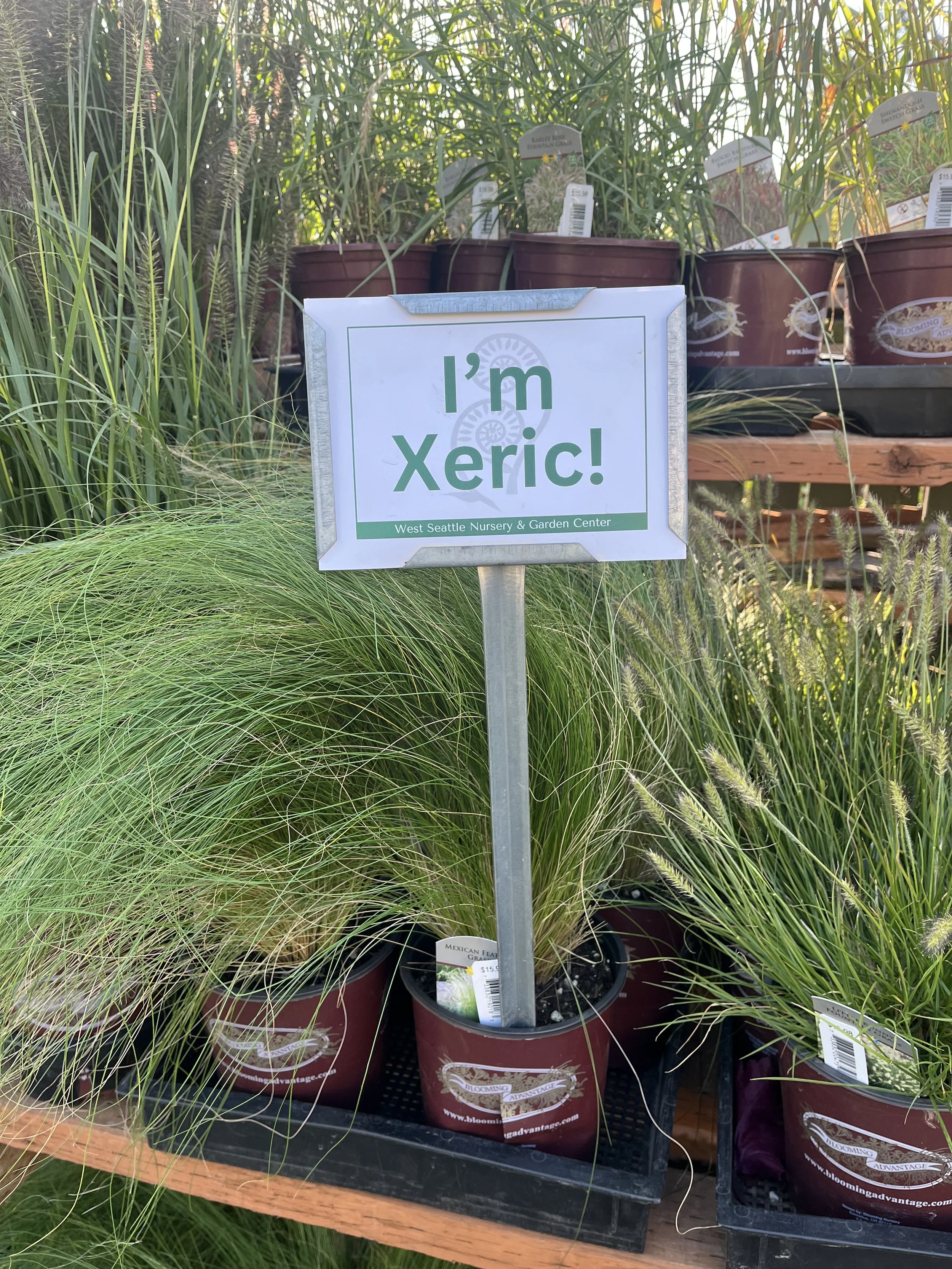 Drought-Tolerant Grasses for PNW Gardens