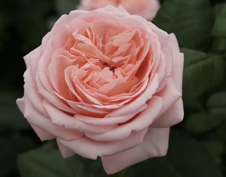 Hybrid Tea