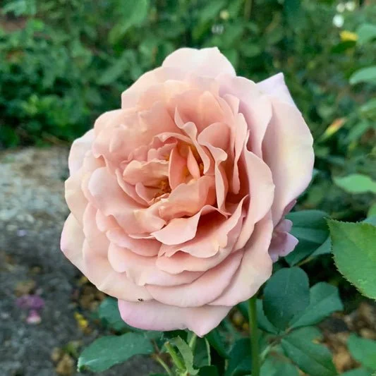 Floribunda 