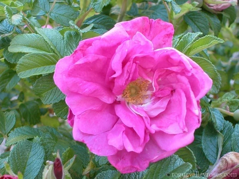 Rugosa