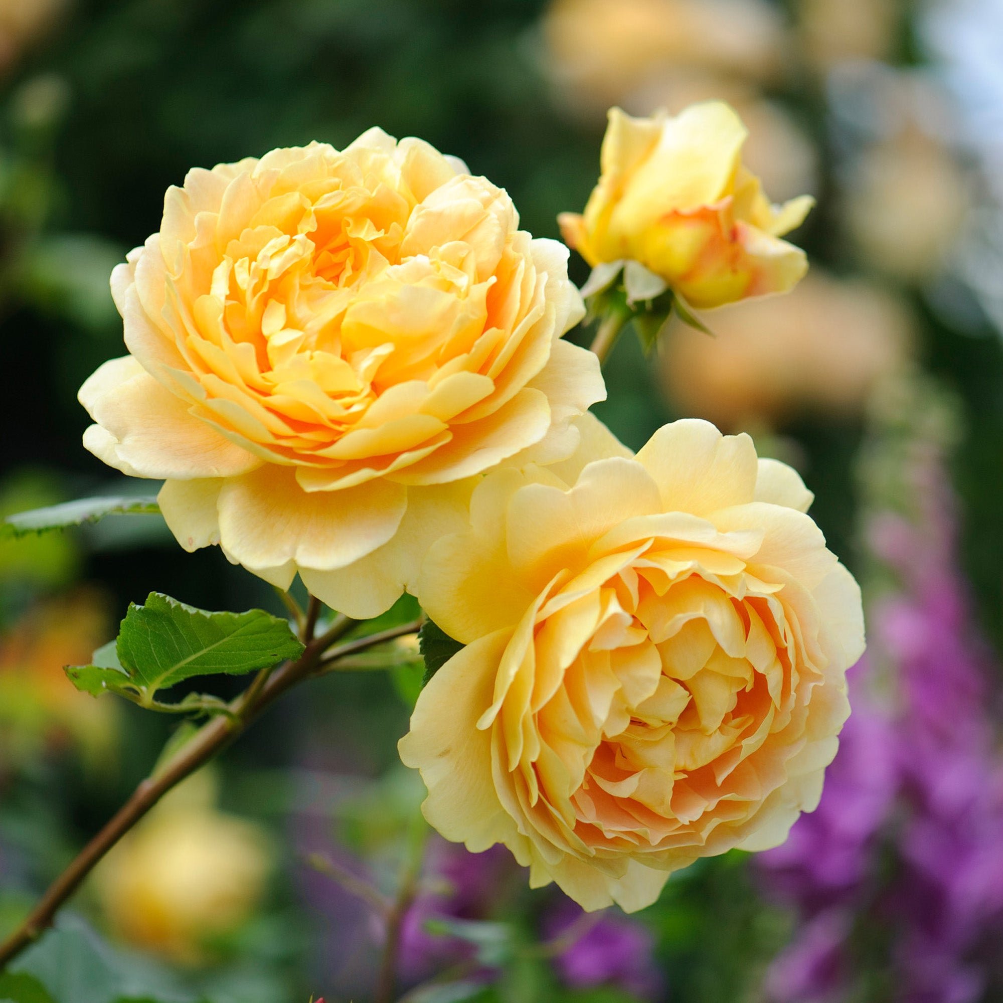 David Austin Roses