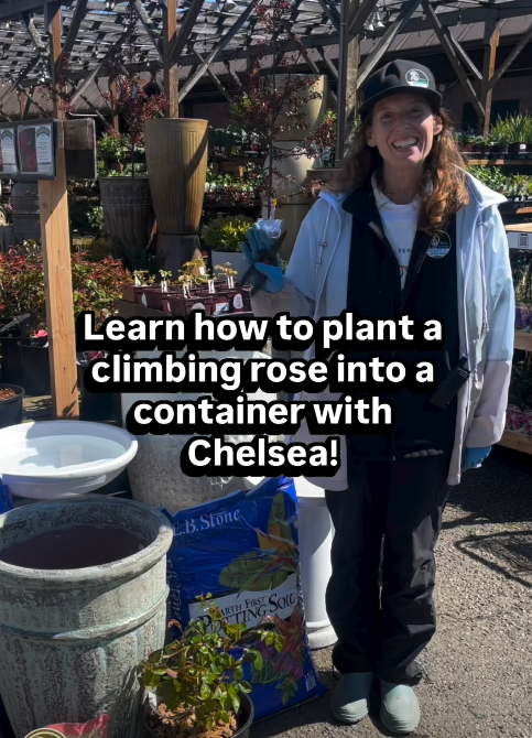 Learn how to plant a climbing rose into a container!