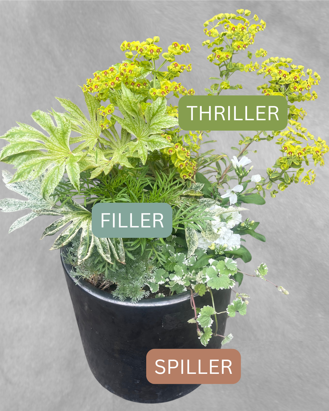 The Art of the Thriller, Filler, &amp; Spiller: A simple formula for designing beautiful container gardens every season of the year