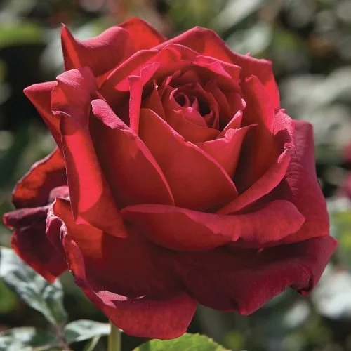 Hybrid Tea