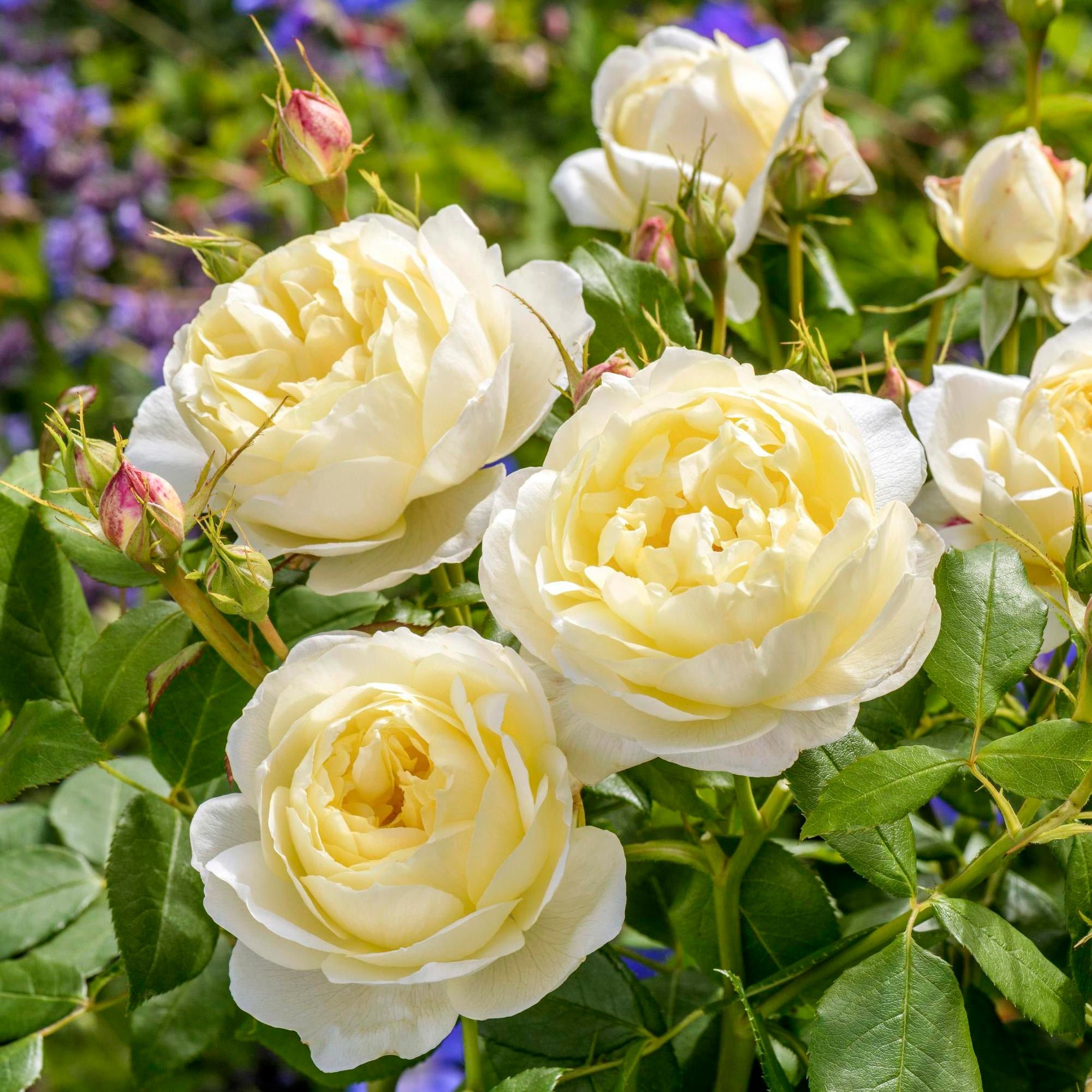 David Austin Roses