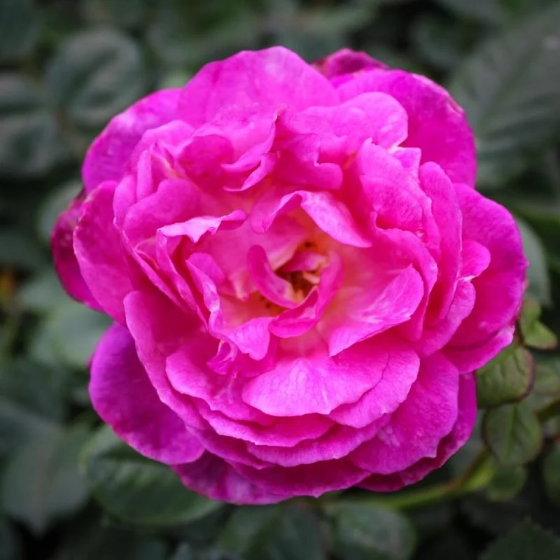 Shrub