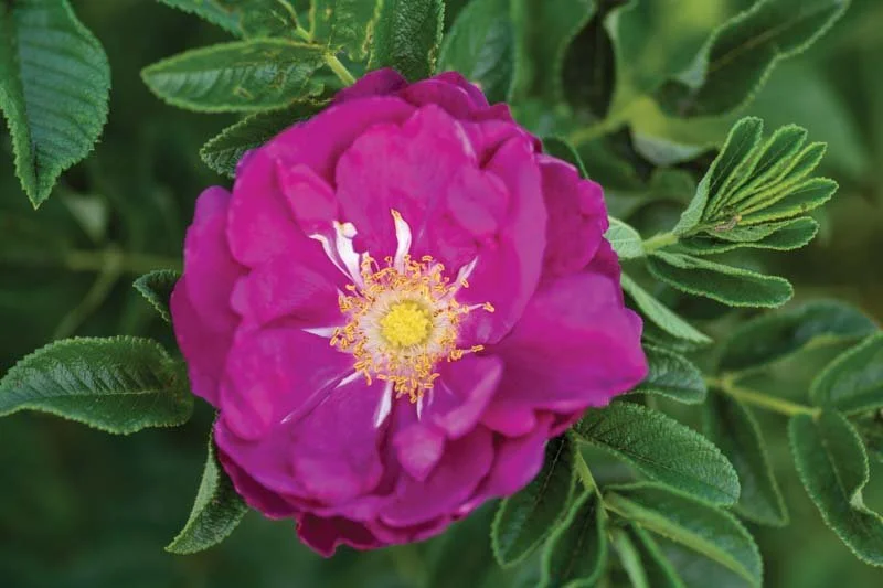 Rugosa