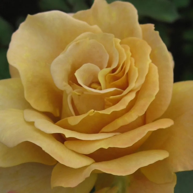 Grandiflora Rose