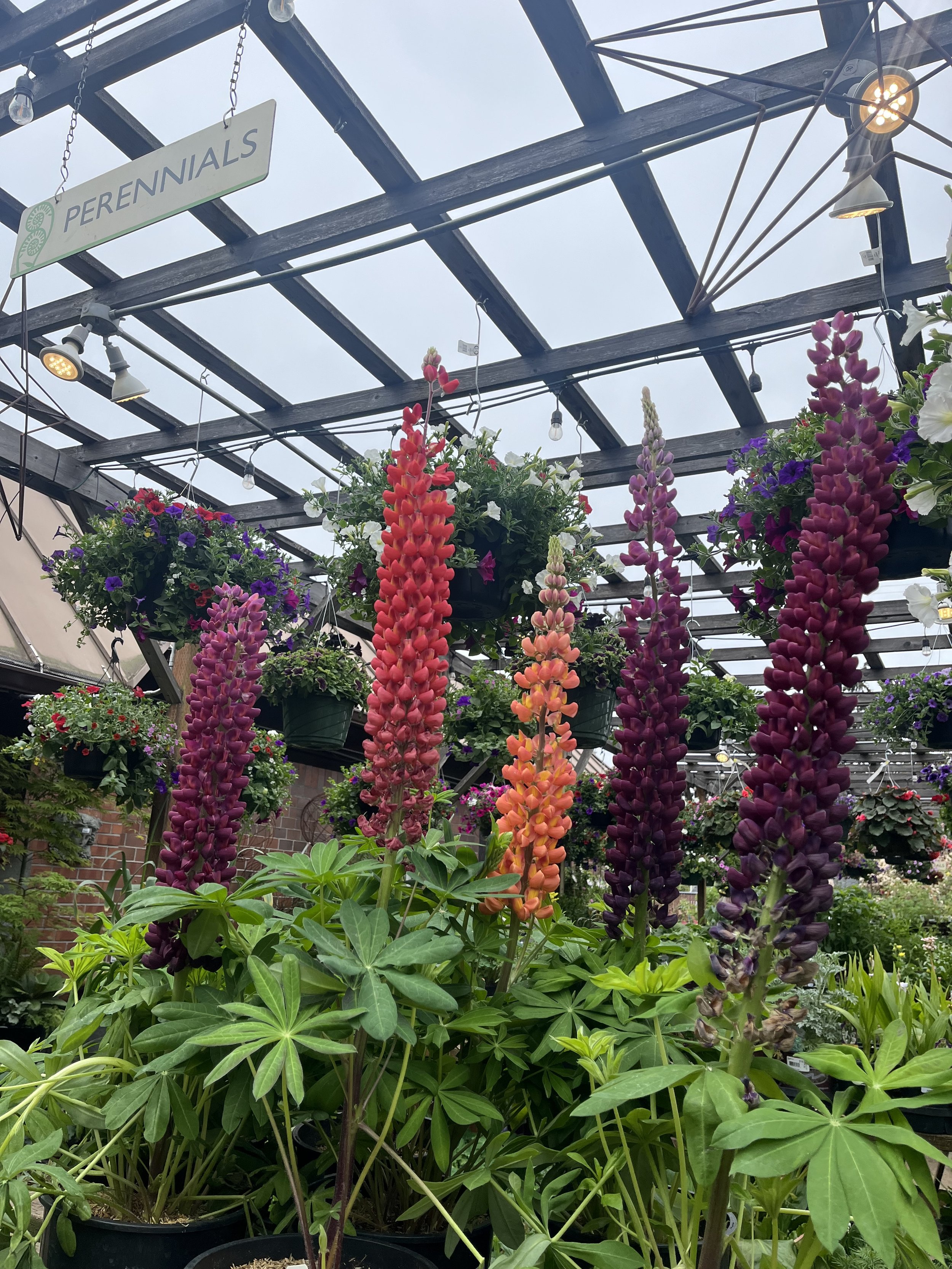 Mother's Day Gift Ideas from West Seattle Nursery Staff (2026)