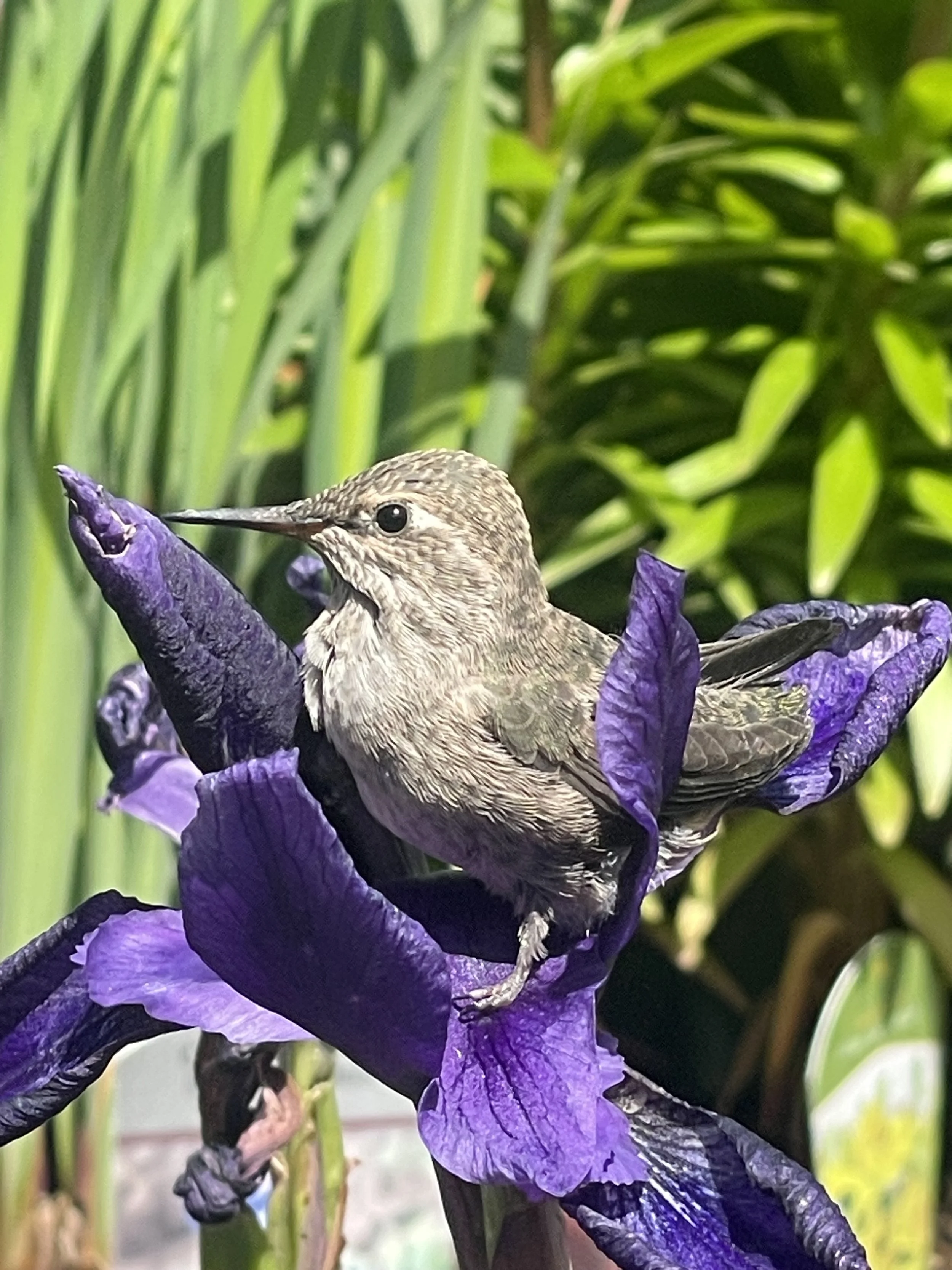Pollinators and their favorite plants!