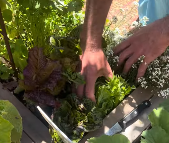 Learn how to harvest cut-and-come-again vegetables