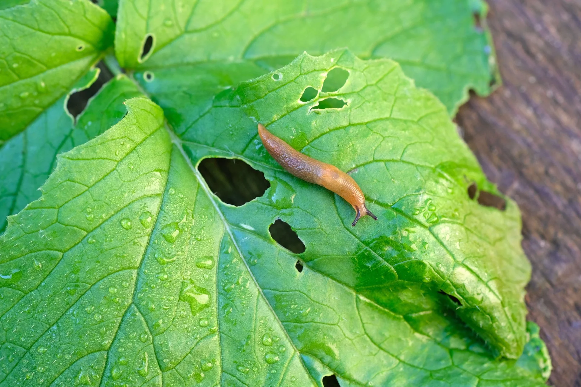 Control slugs now to ease spring damage — West Seattle Nursery