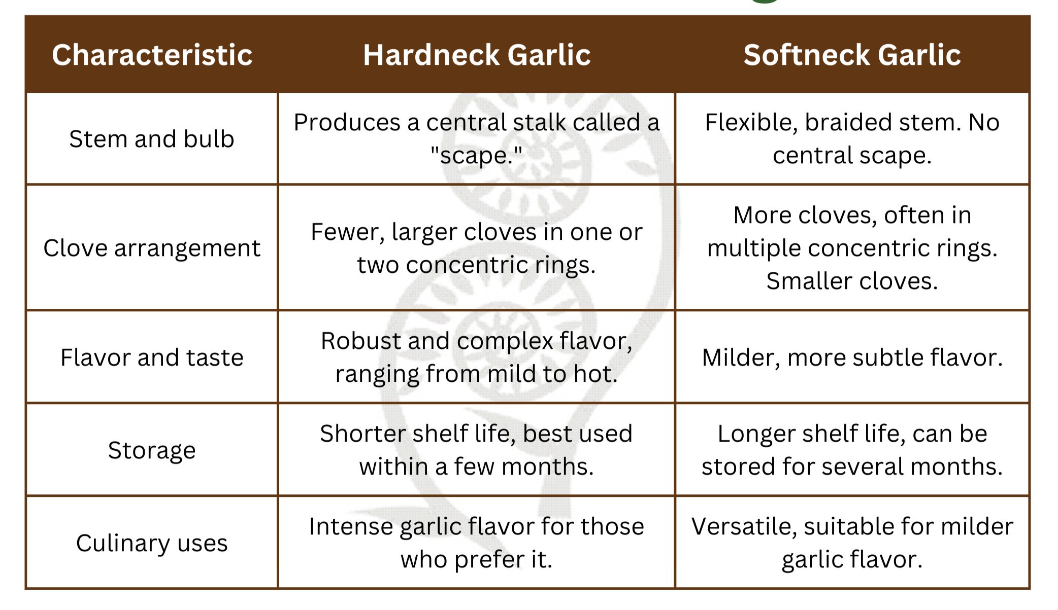 A Guide to Growing Garlic From Bulb to Bounty — West Seattle Nursery