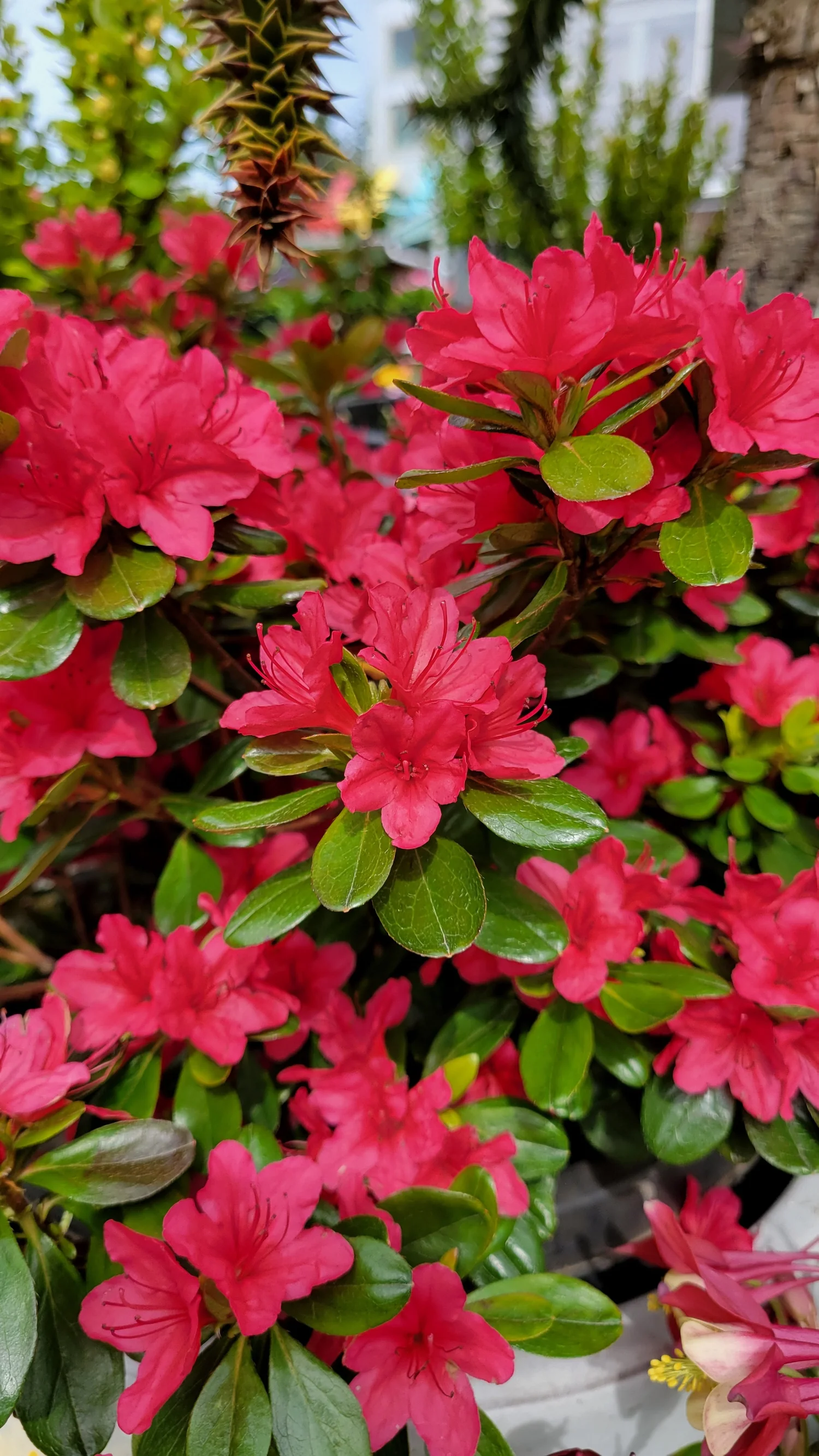 Azaleas & Rhododendrons — West Seattle Nursery
