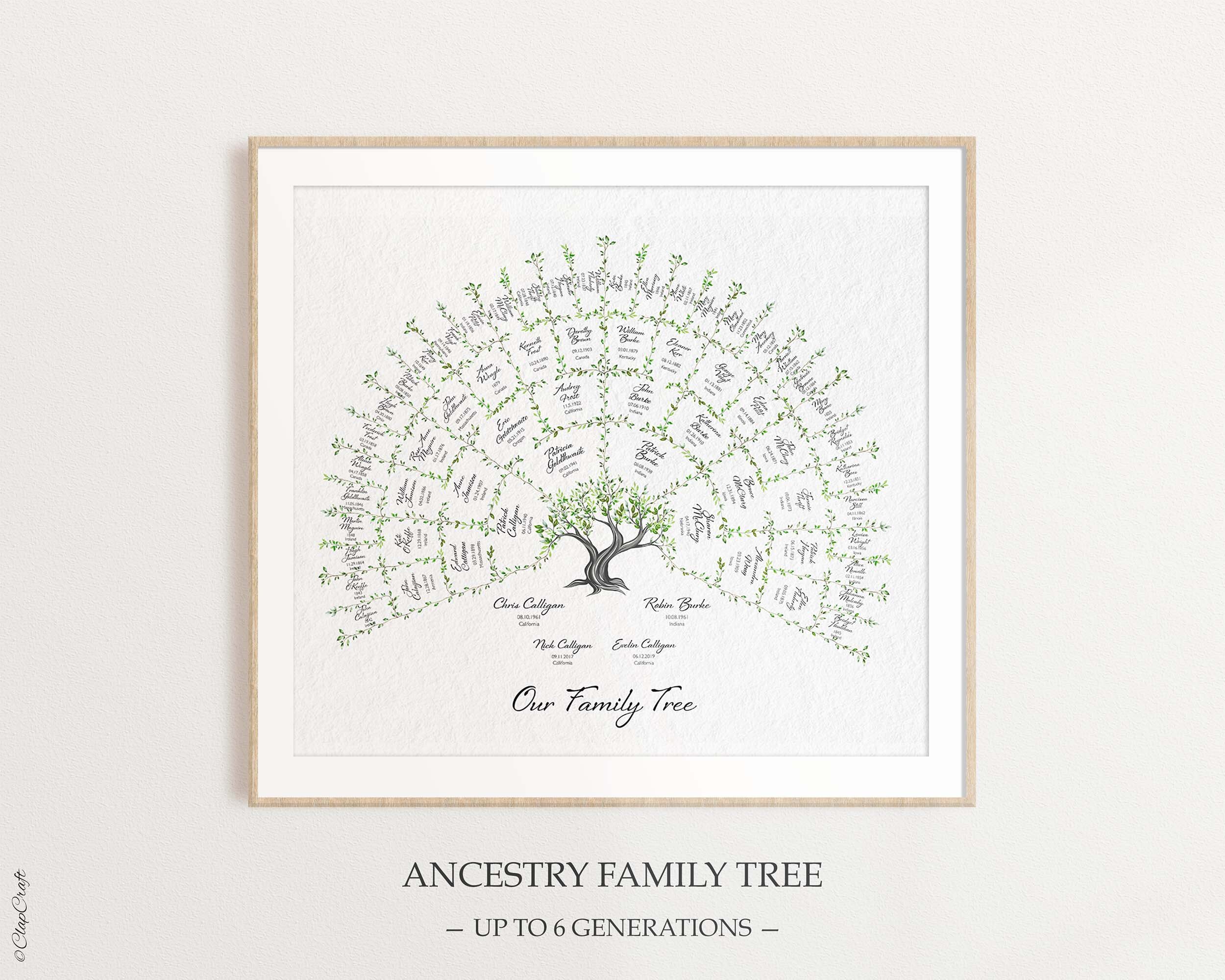 Oak Family Tree Template for 6 generations shown hanging on the wall