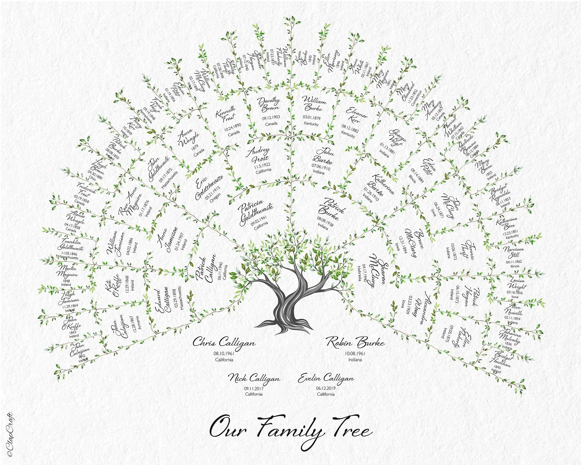 Oak Family Tree Template with no frame