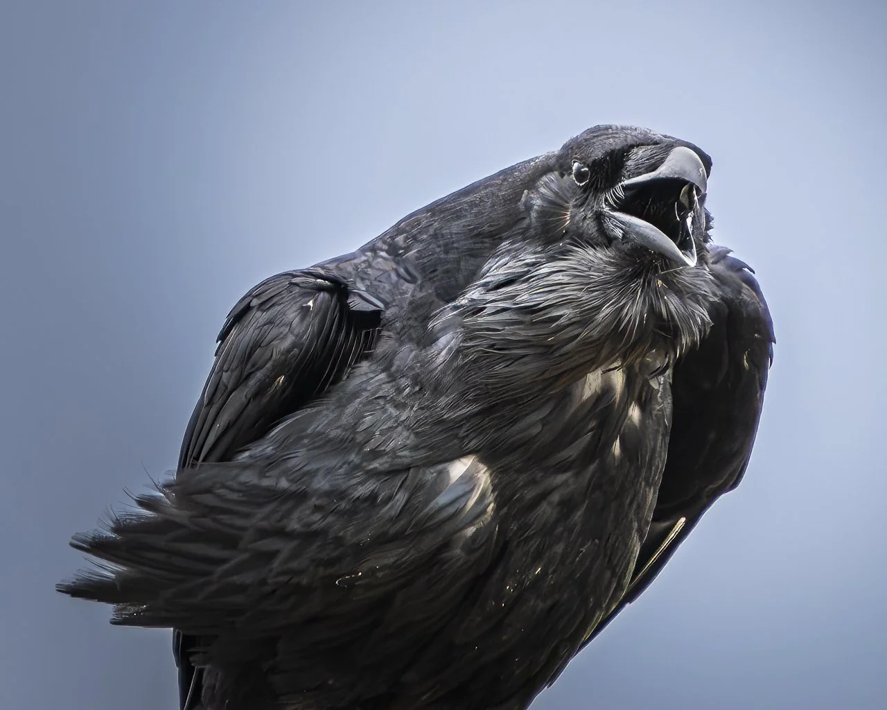 raven 2.jpg