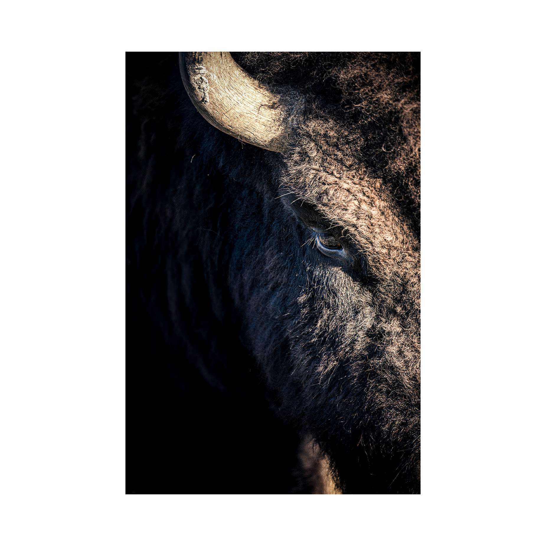 Watchful Eye