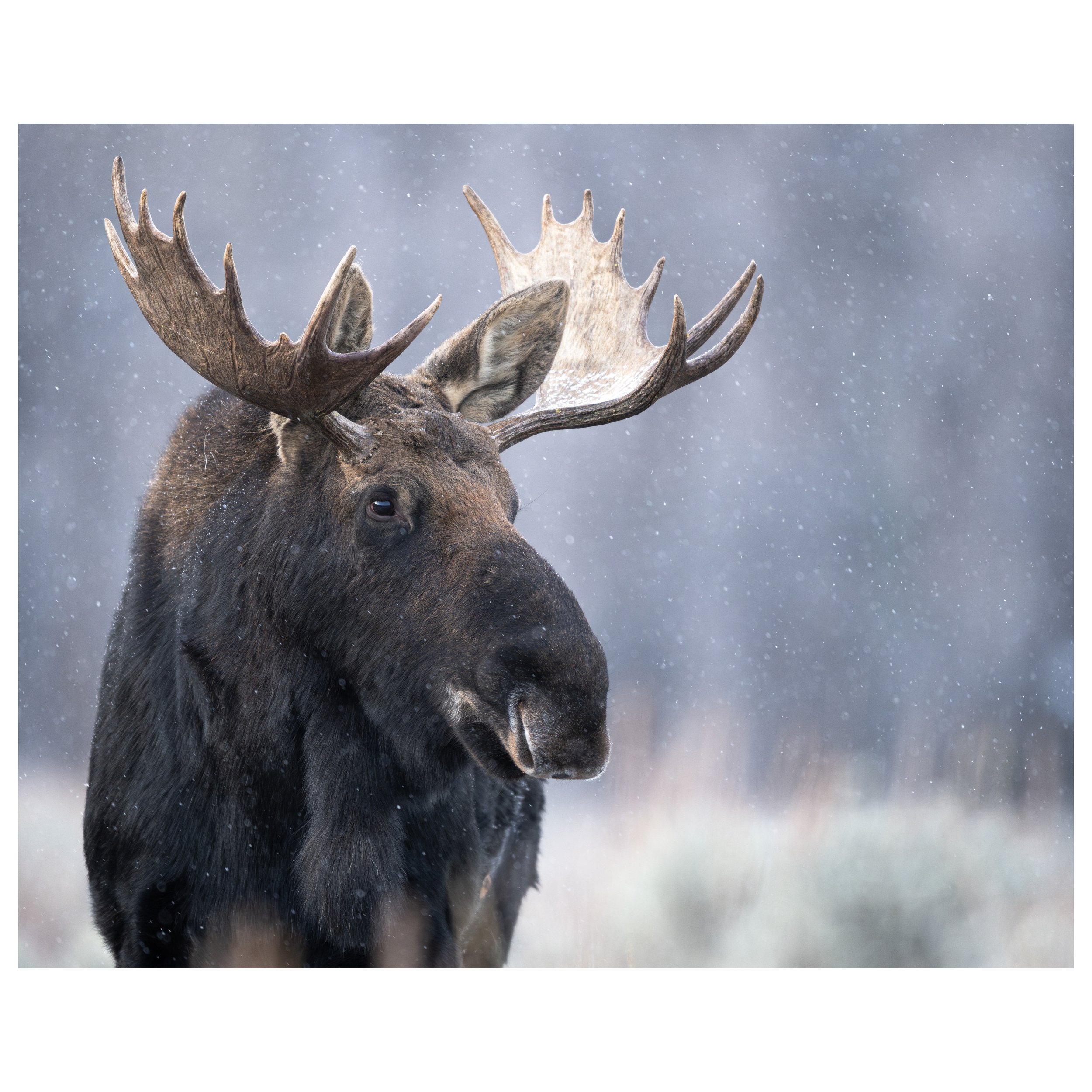 moose shop 2.jpg