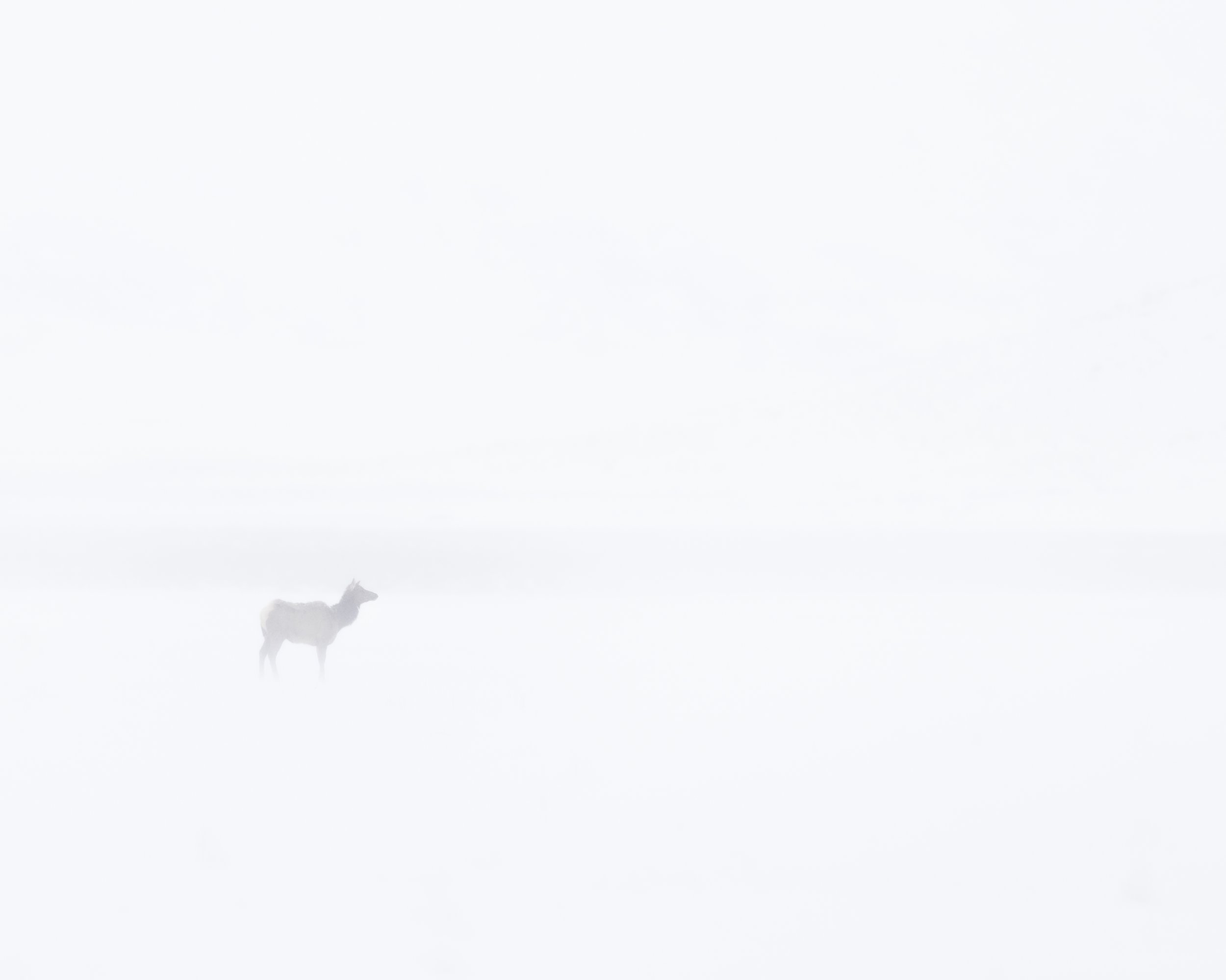 elk alone.jpg