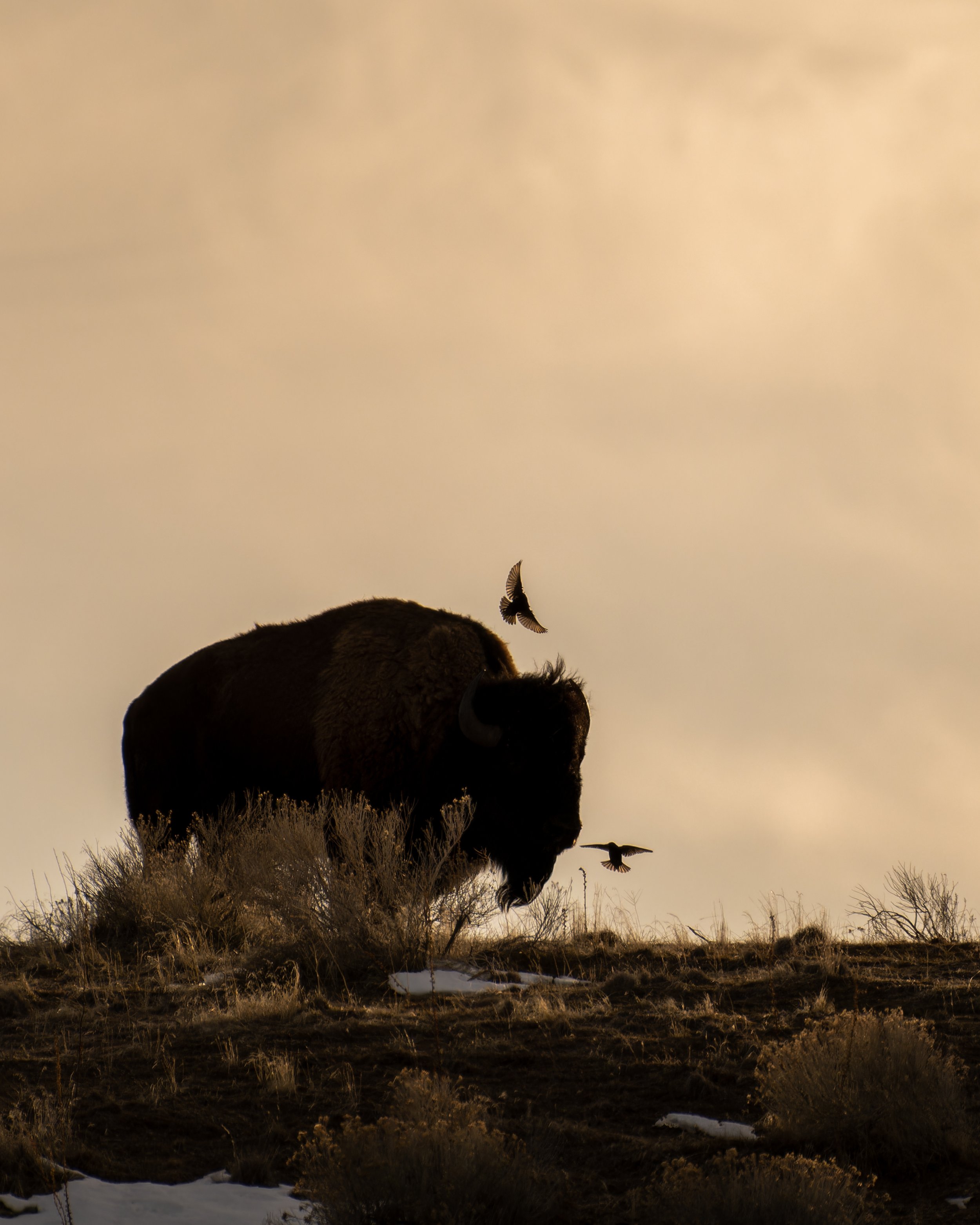 Bison Birds Final.jpg
