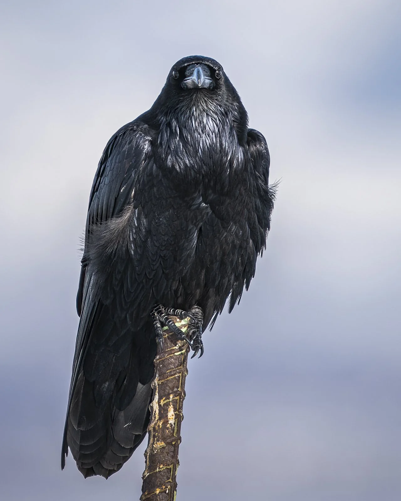 raven_.jpg