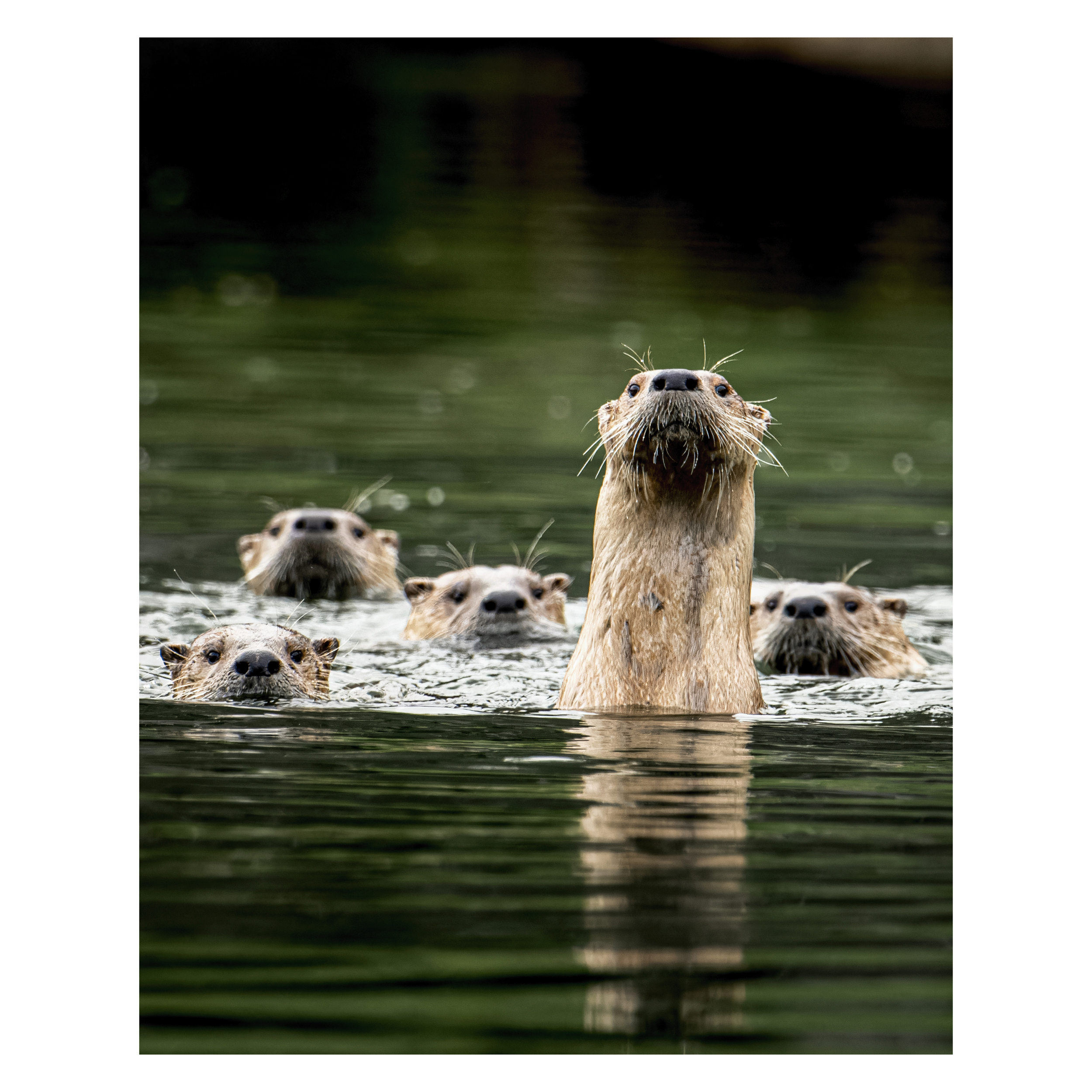 Curious Creatures